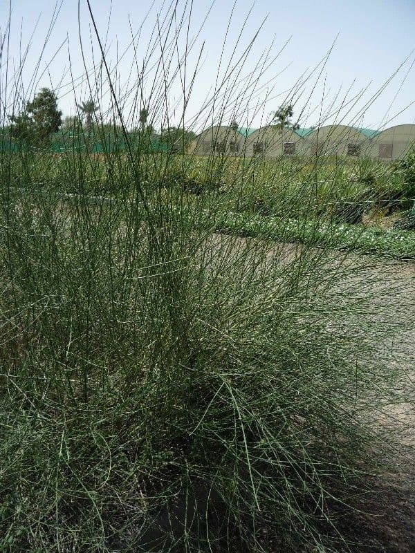Leptadenia pyrotechnica 13