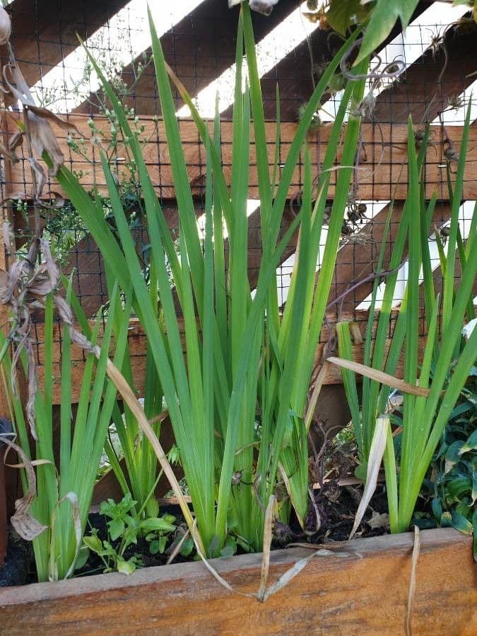 Dietes 2