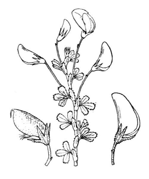 Ononis cristata 23