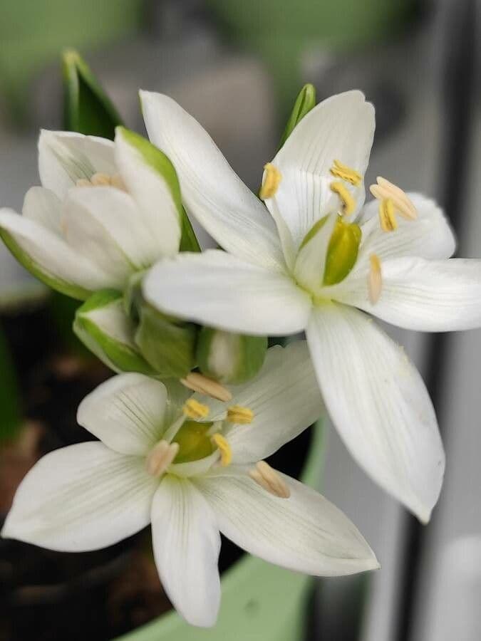 Estrella de Belén 2