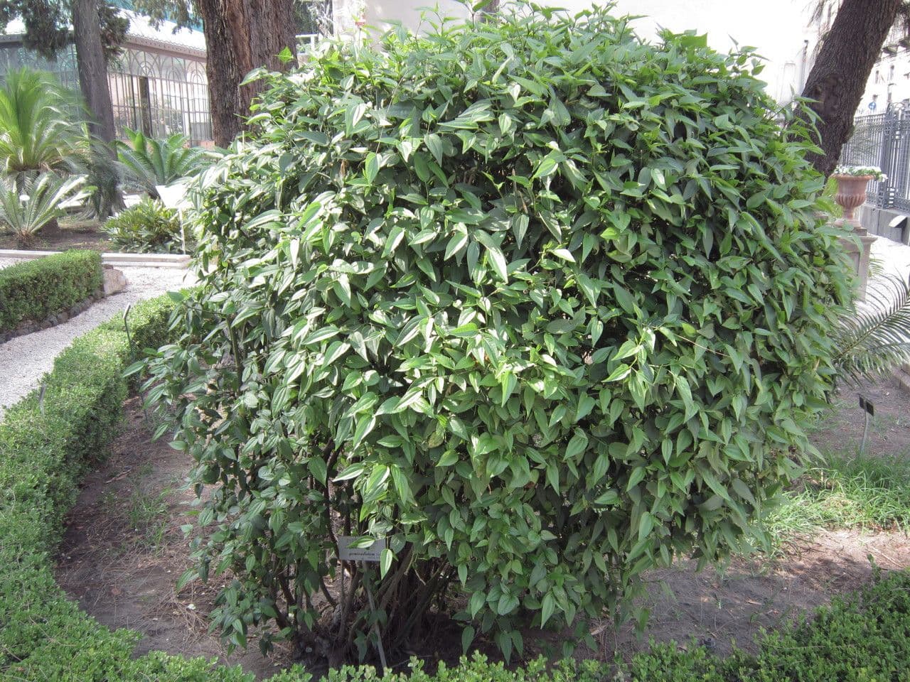 Baum-Pfeffer 8