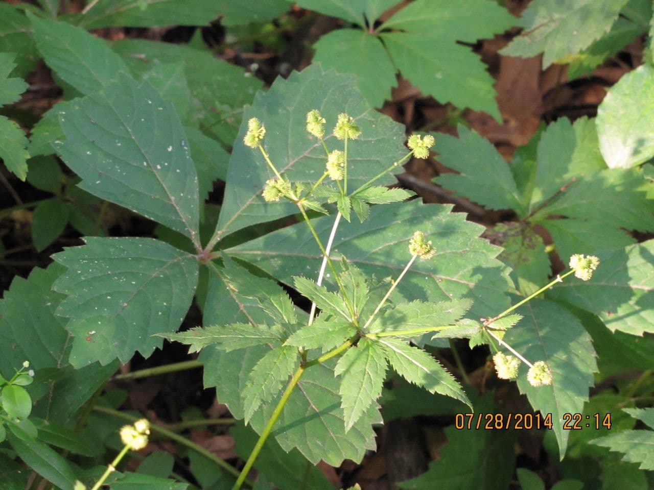 Sanicula canadensis 6