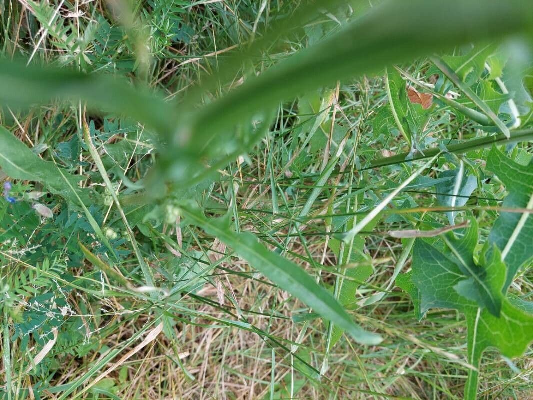 Radicchiella bienne 18