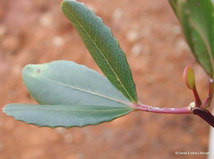 Cunonia vieillardii 8