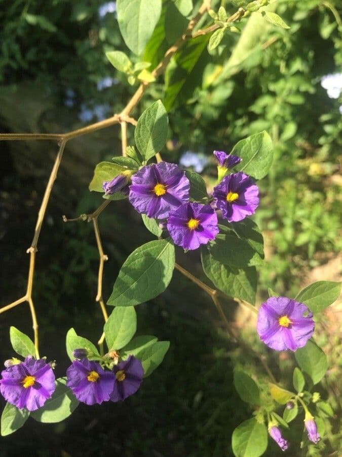 Lycianthes 19