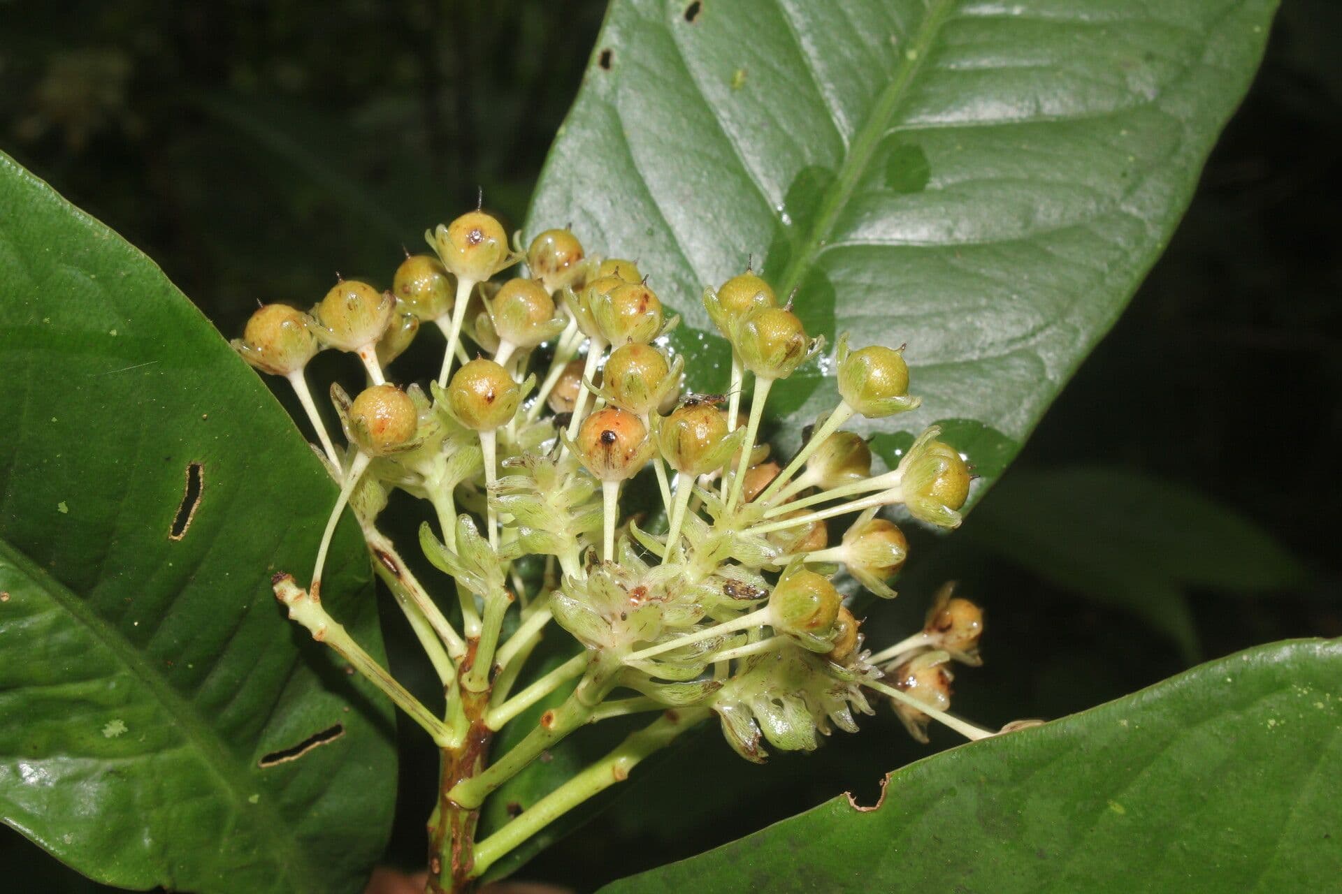 Ardisia