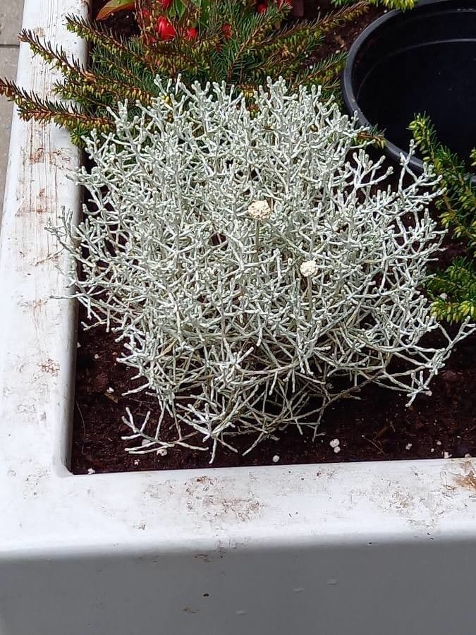 Buisson coussin 15