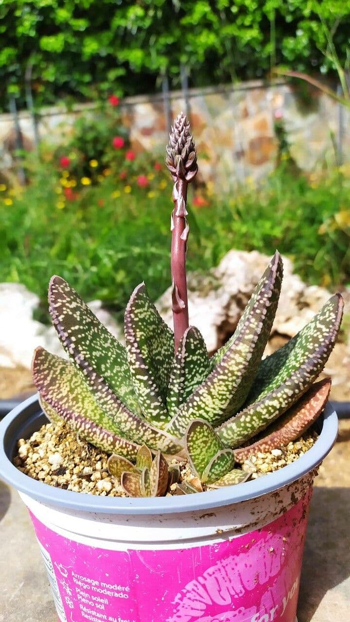 Gasteria 14