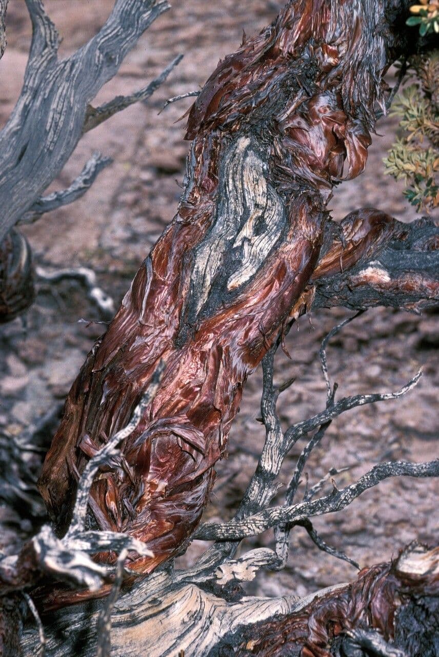 Polylepis 10