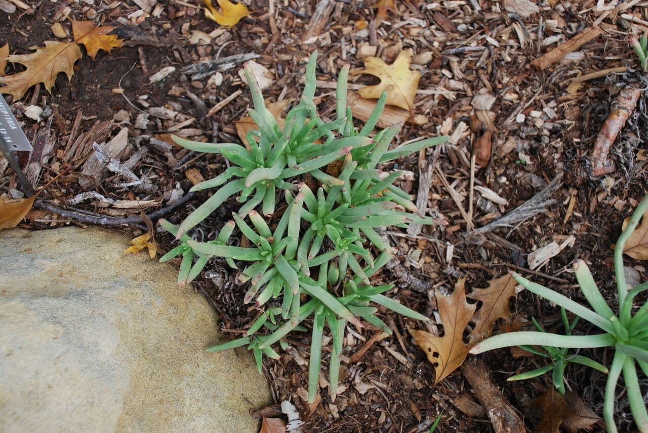 Dudleya costera 7