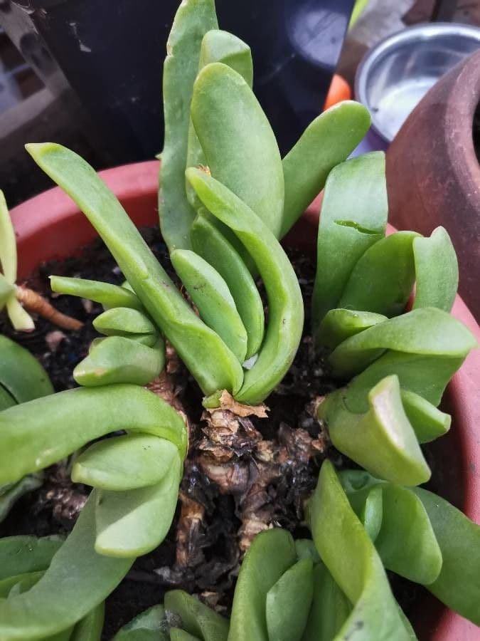 Glottiphyllum 10