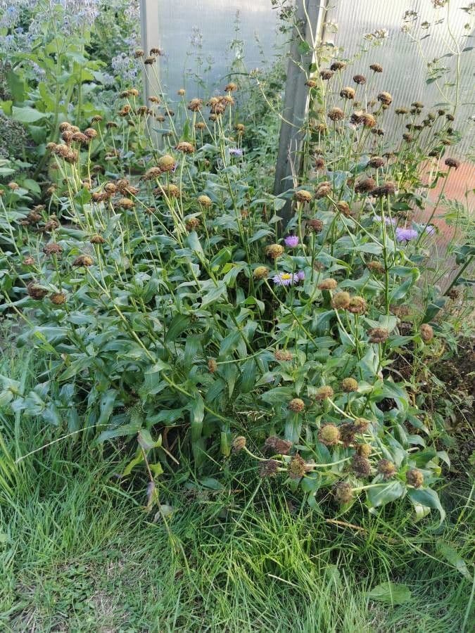 Fleabane piękny 21