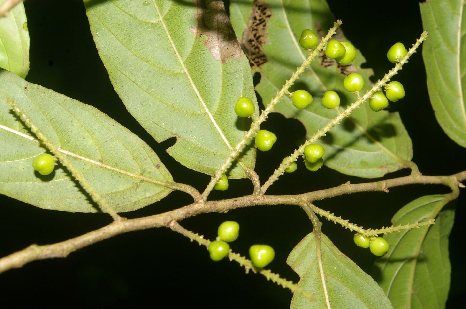 Lozania 5