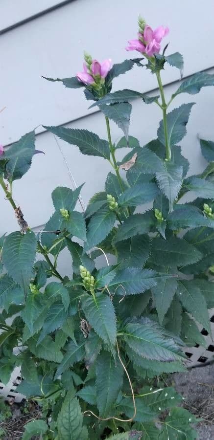 Chelone di Lyon 17