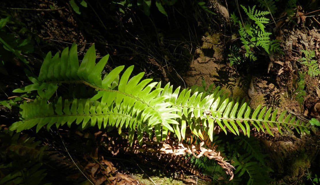 Polystichum imbricans