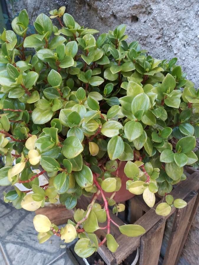 Peperomia glabra 14