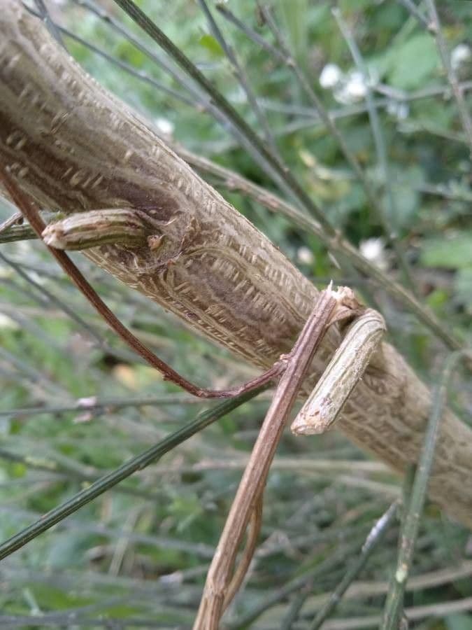 Ginestra multiflora 20