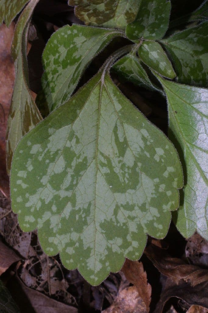 Pachysandra procumbens 16