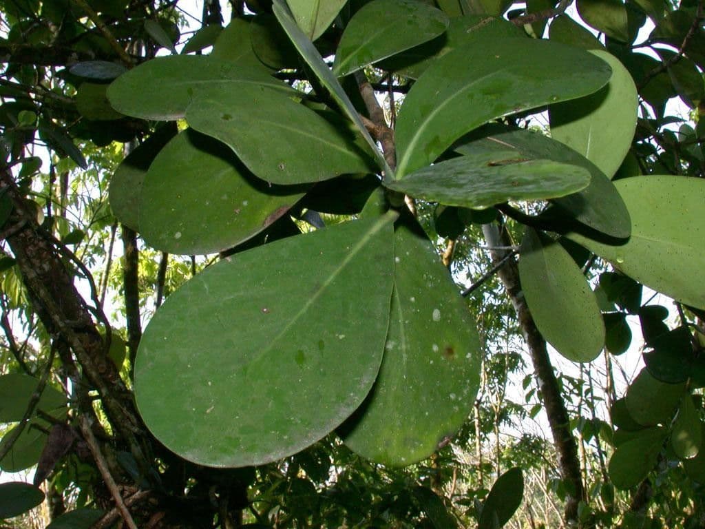 Clusia gialla 7