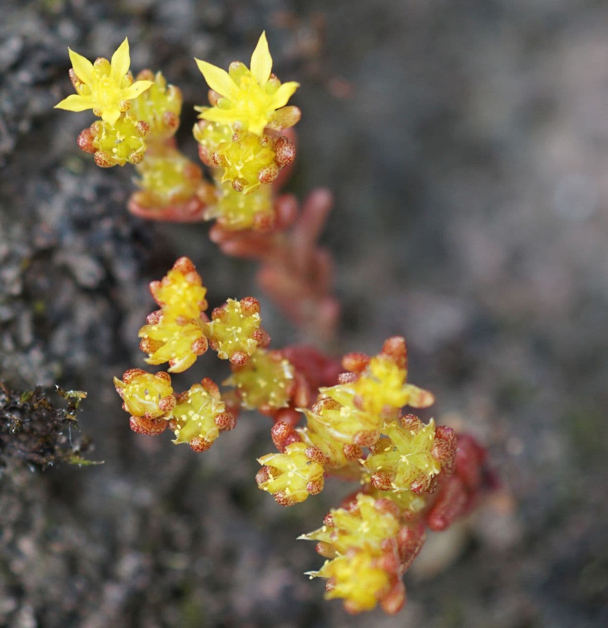 Borracina annuale 5