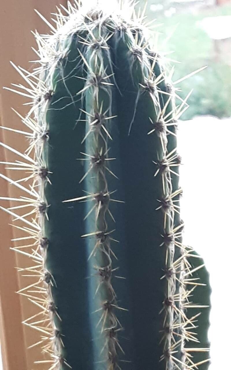 Pilosocereus 4