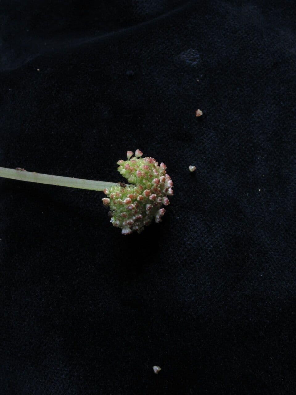 Myriactis 2
