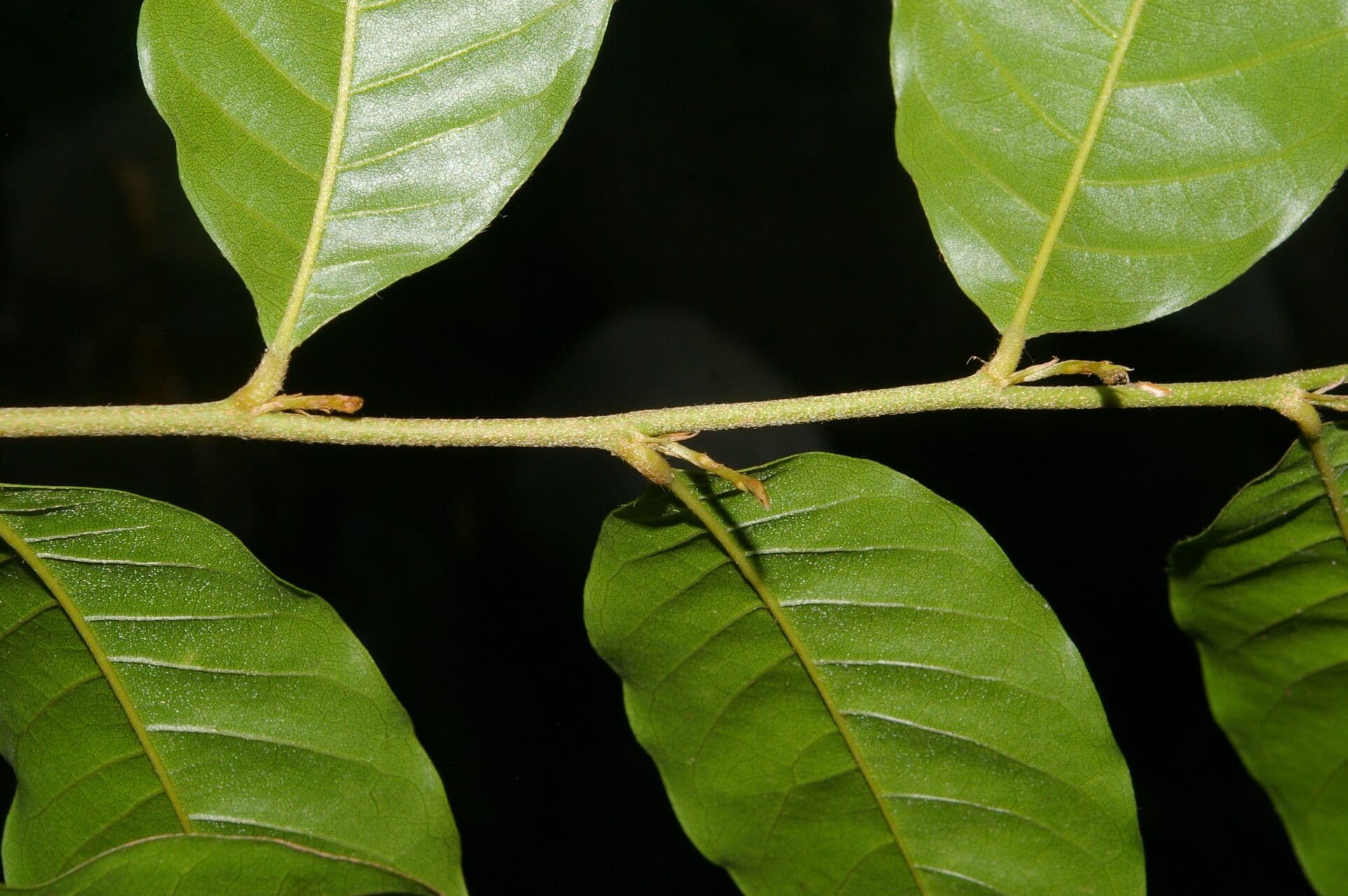 Hirtella triandra 3