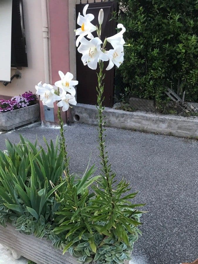 Lis blanc 9