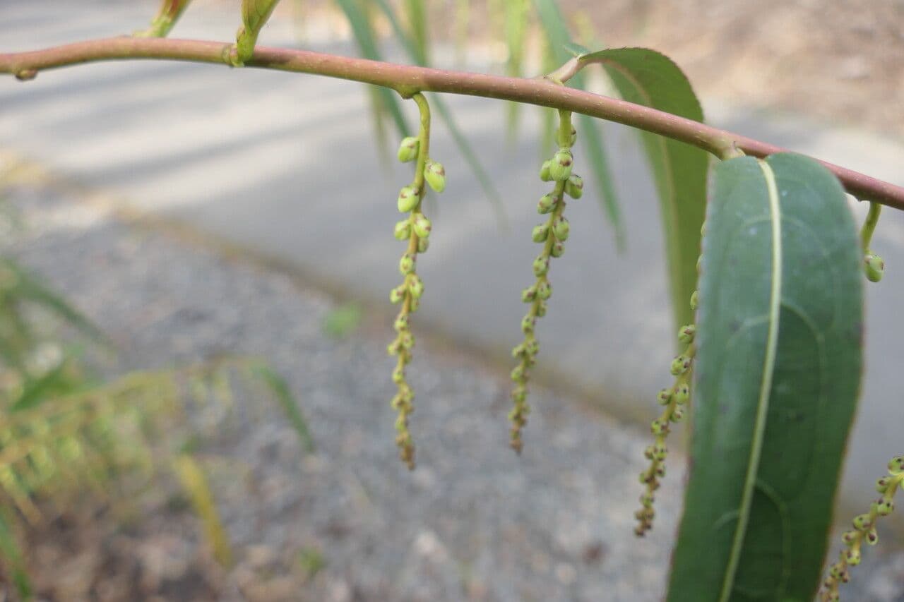 Stachyurus