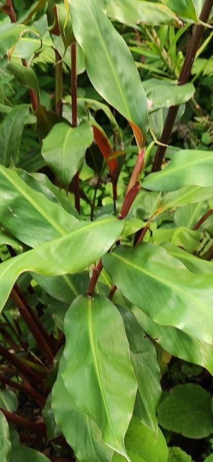 Lillier de gingembre 11