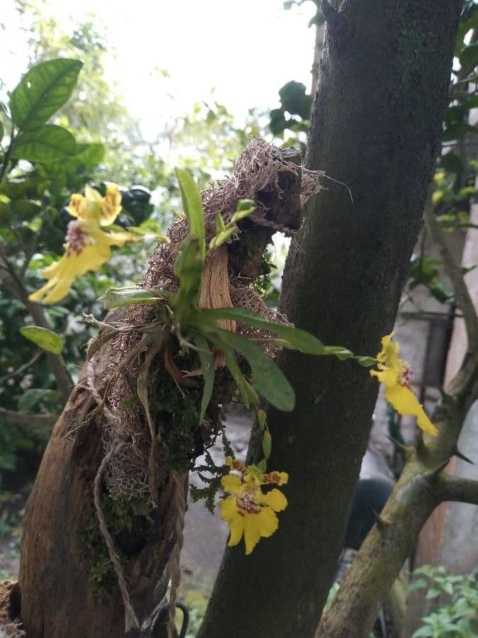 Orchidea cresta di gallo 5