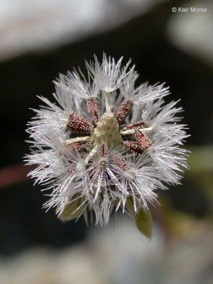 Crocidium multicaule 2