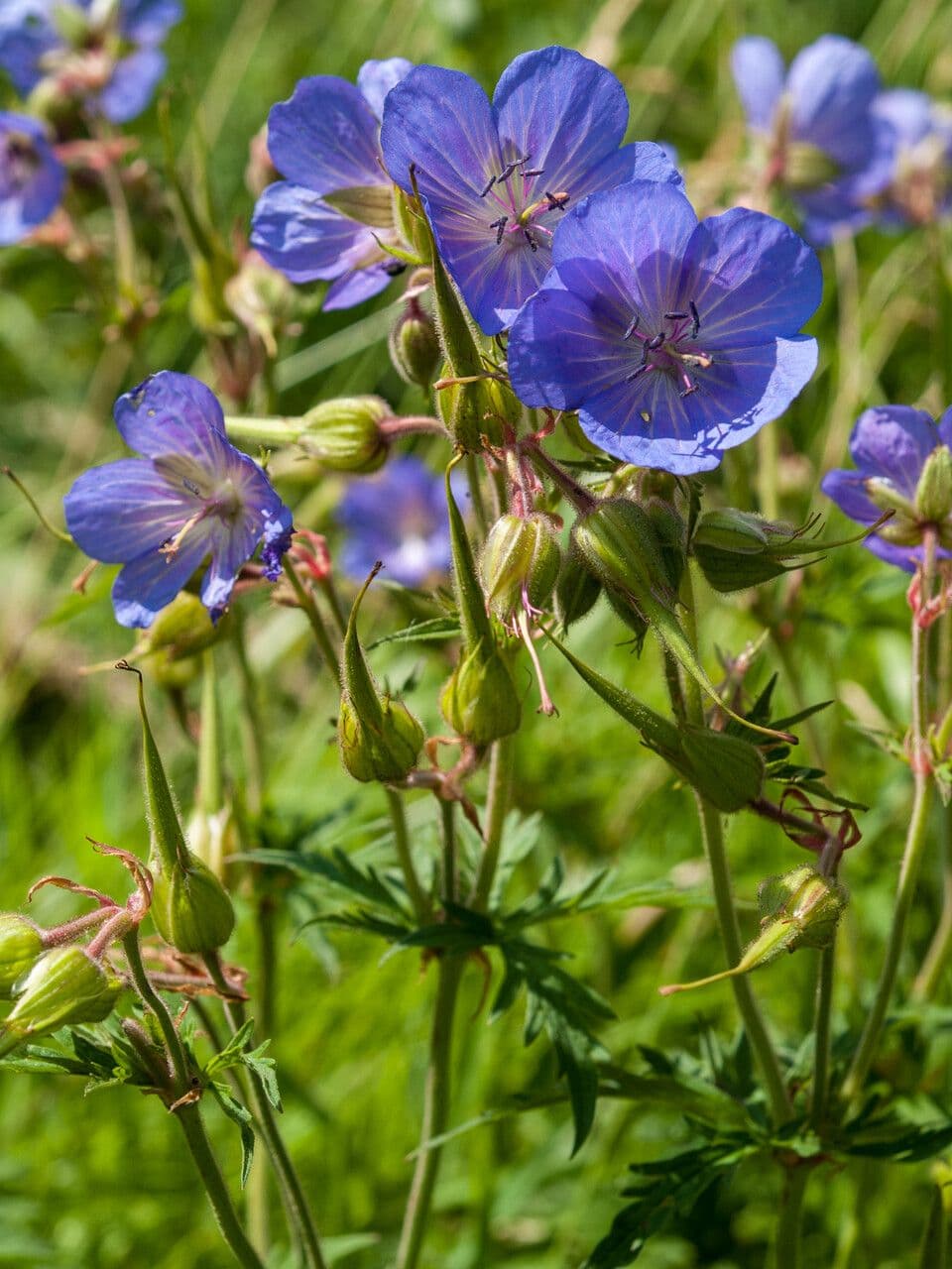 Géranium des prés 3
