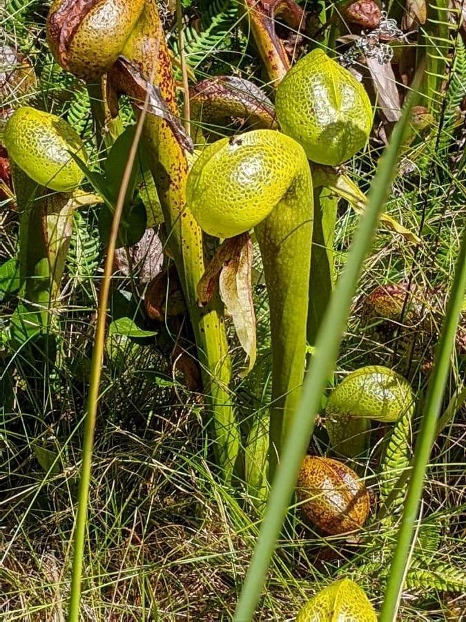 Darlingtonia californica 20