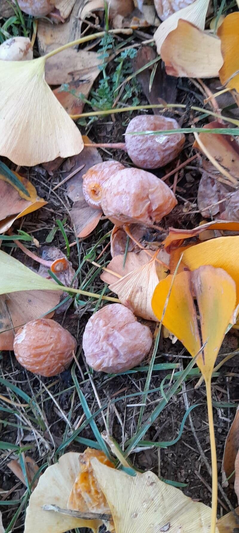 Ginkgo 2