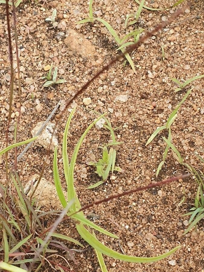 Microchloa 2