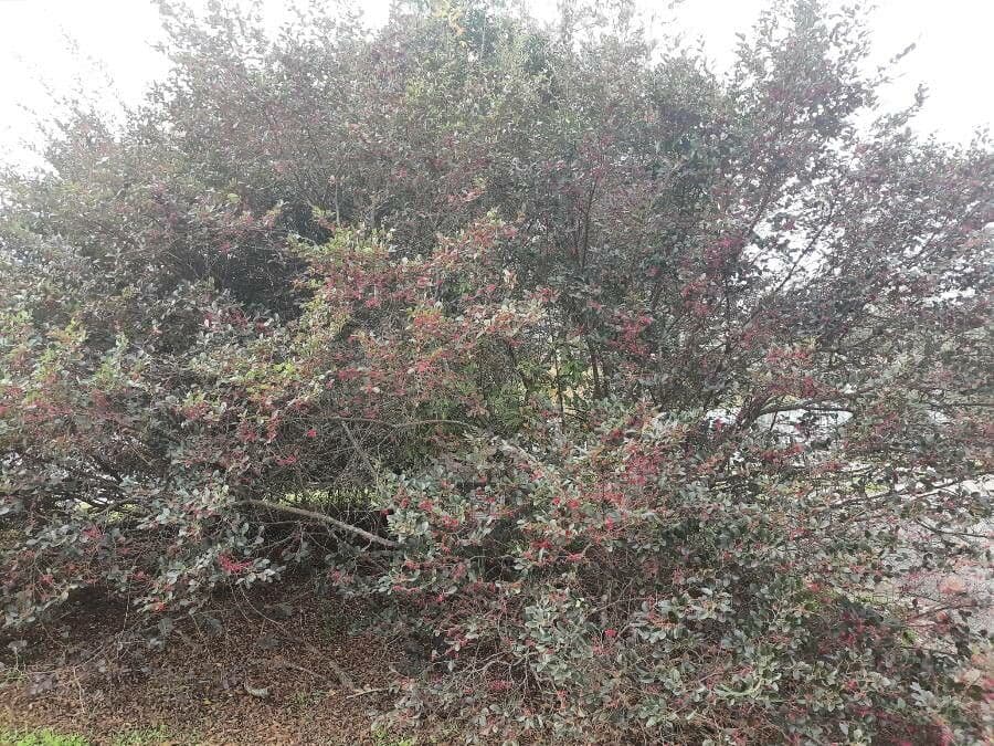 Loropetalum cinese 13