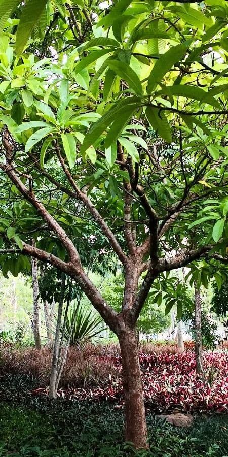 Dillenia indica 14