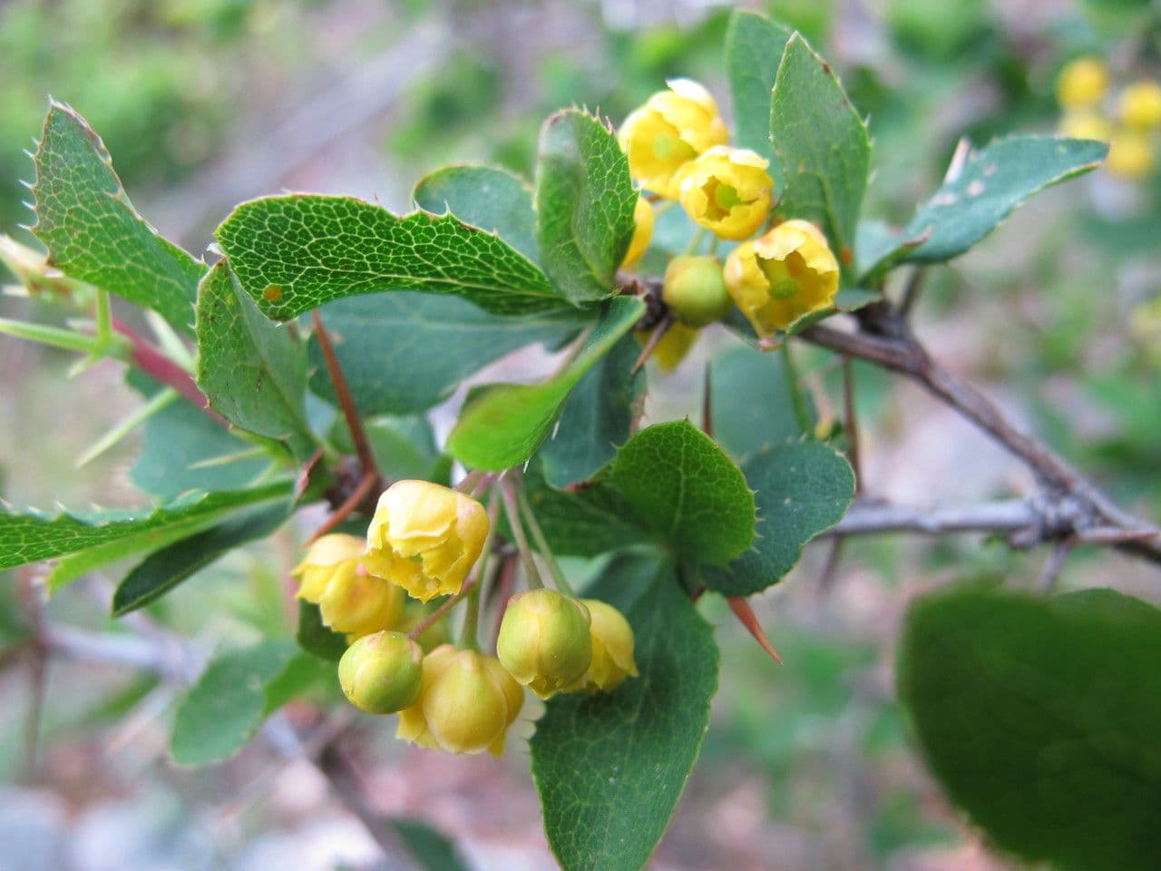 Berberys 8