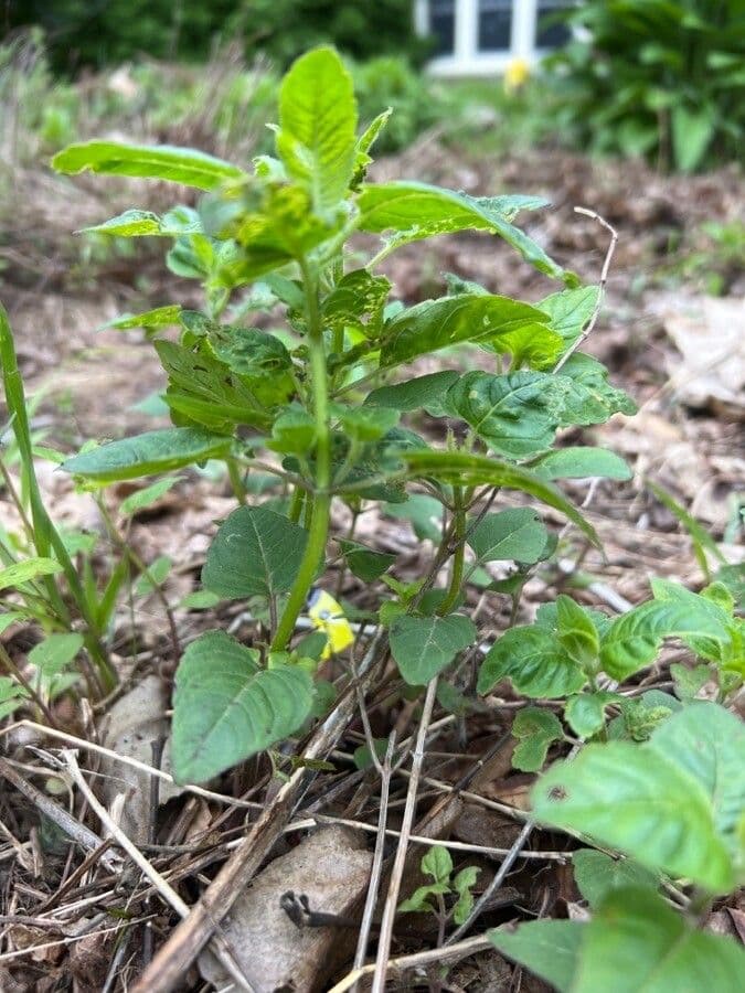 Monarda didyma 29