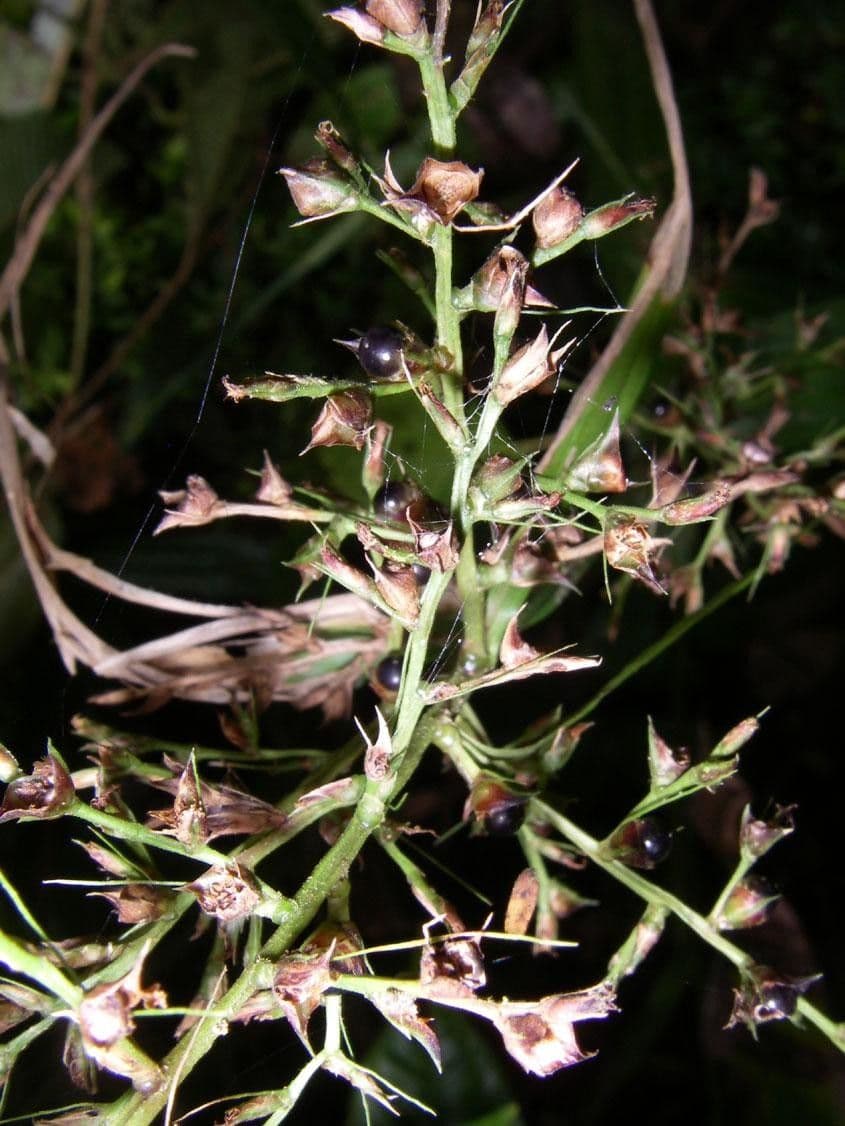 Scleria 16