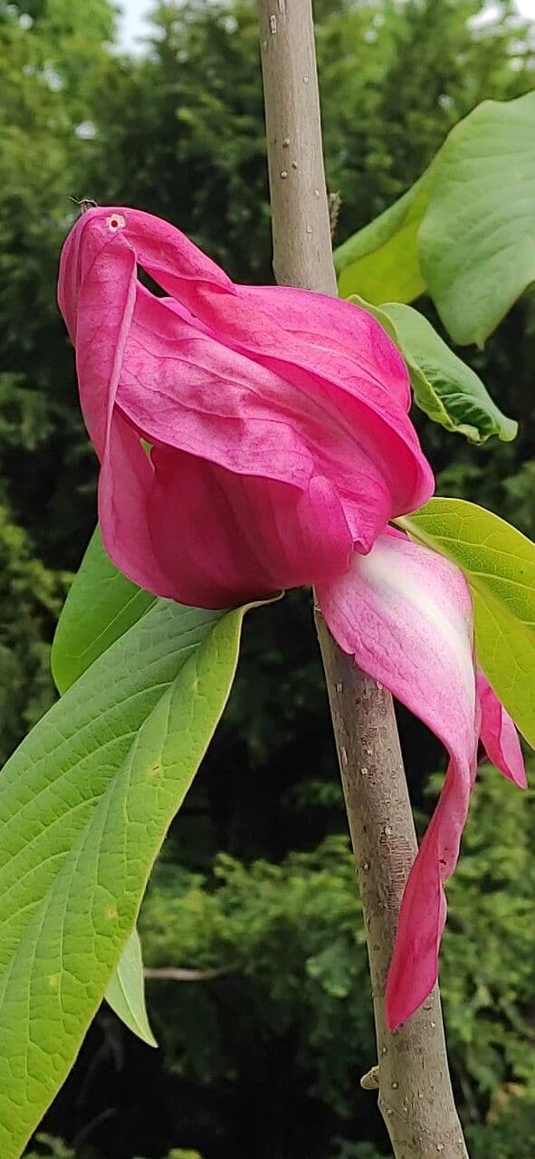 Magnolia di Campbell 5