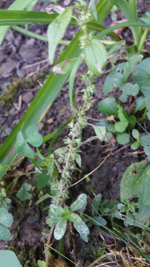 Parietaria pensilvanica 18
