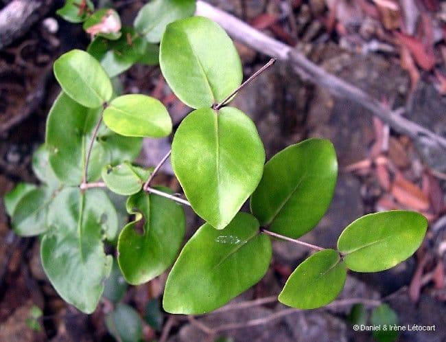 Eugenia 10