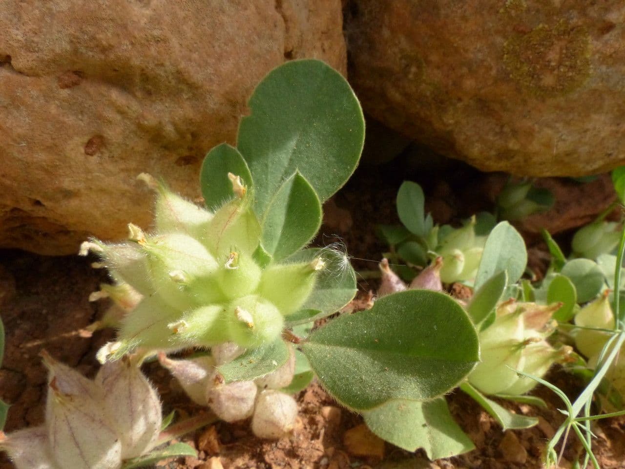 Tripodion tetraphyllum 24