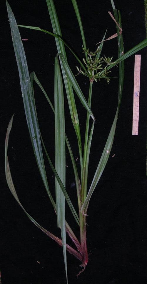 Miliifolius Zypergras 8