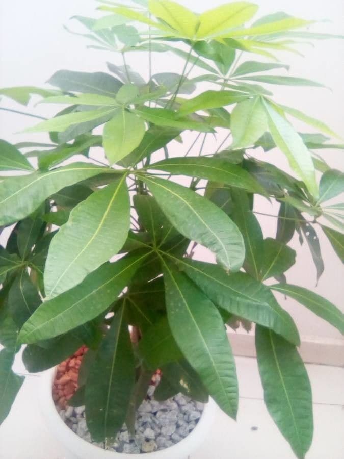 Pachira glabra 18