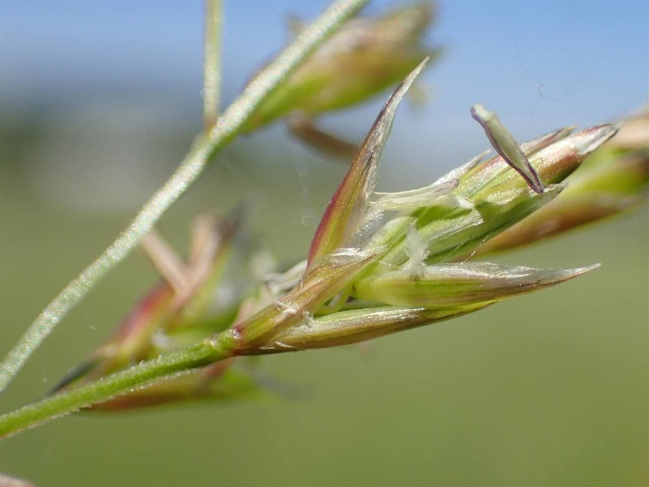 Festuca dei prati 3
