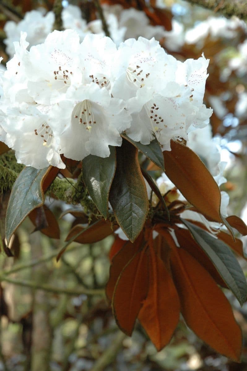 Rododendron Bureava 5