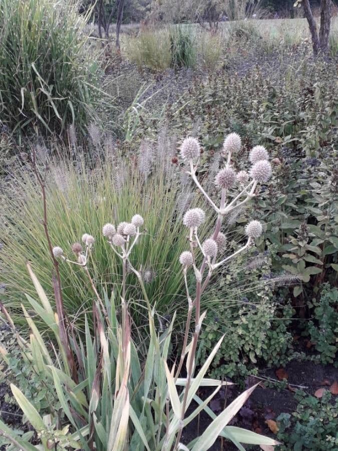 Yucca-Mannstreu 16
